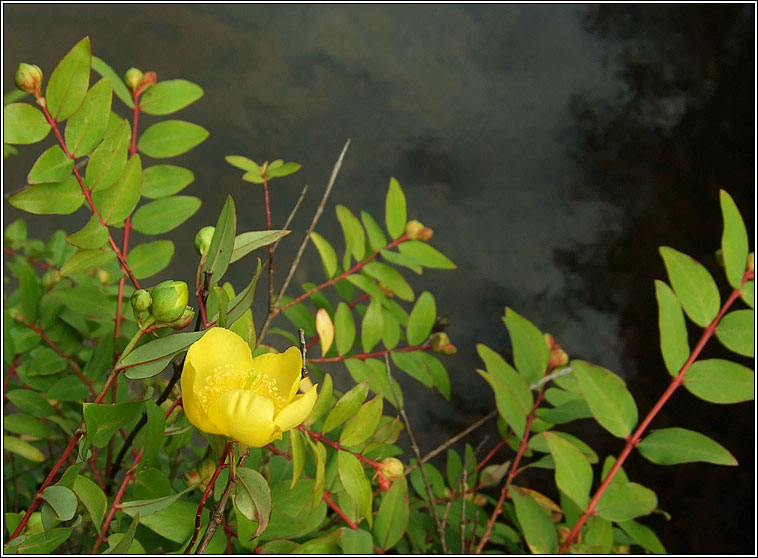 Forrest's Tutsan, Hypericum forrestii