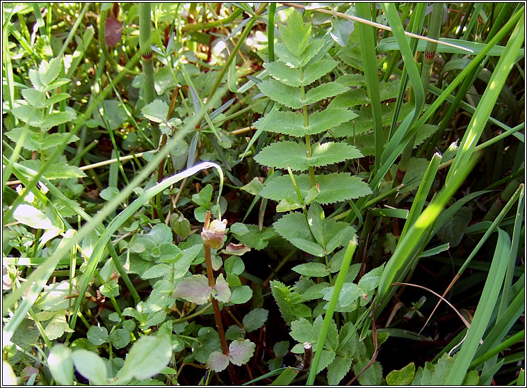 Lesser Water-parsnip, Berula erecta, Rib uisce