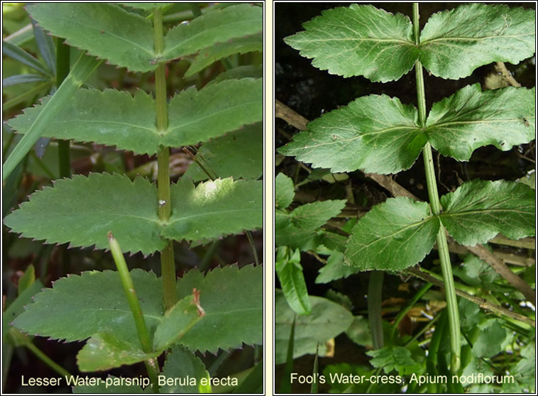 Lesser Water-parsnip, Berula erecta, Rib uisce