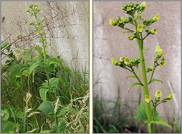 Common Figwort, Scrophularia nodosa var bobartii