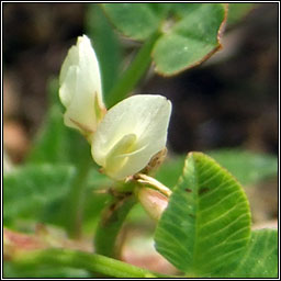 Birds-foot Clover, Trifolium ornithopodioides, Seamair éin