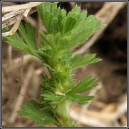 Slender Parsley-piert, Aphanes australis, Mionn Muire caol