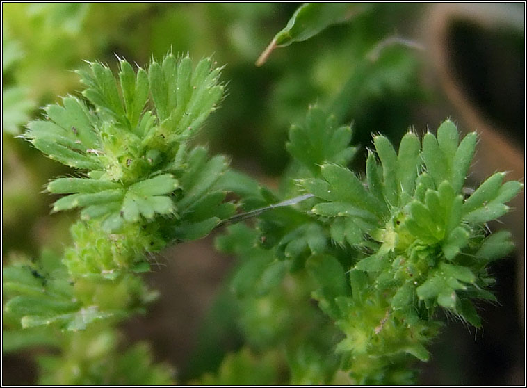 Slender Parsley-piert, Aphanes australis, Mionn Muire caol