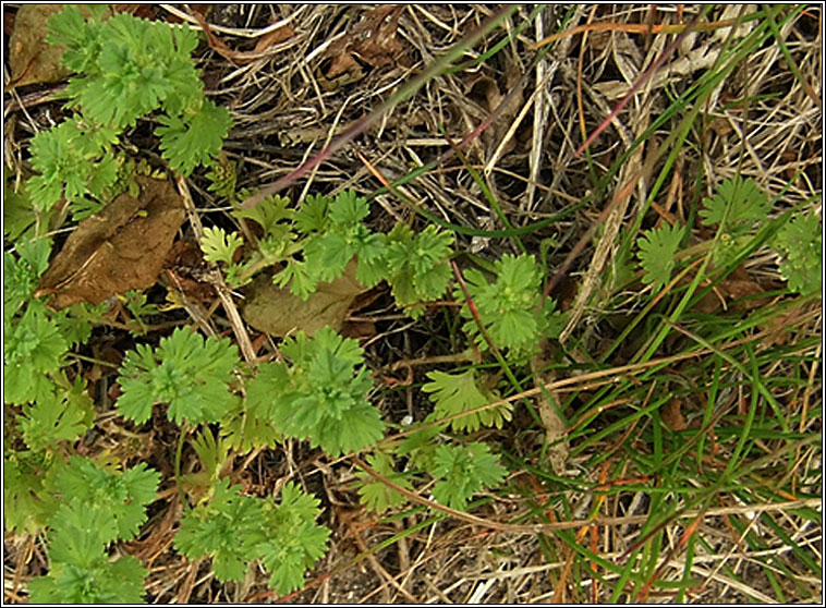 Slender Parsley-piert, Aphanes australis, Mionn Muire caol