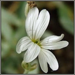 Snow-in-summer, Cerastium tomentosum