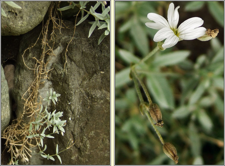 Snow-in-summer, Cerastium tomentosum