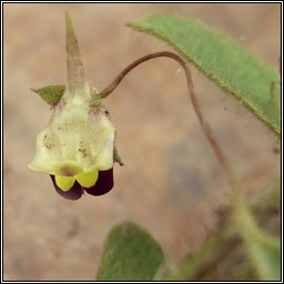 Sharp-leaved Fluellen, Kickxia elatine, Buaflon Breatnach