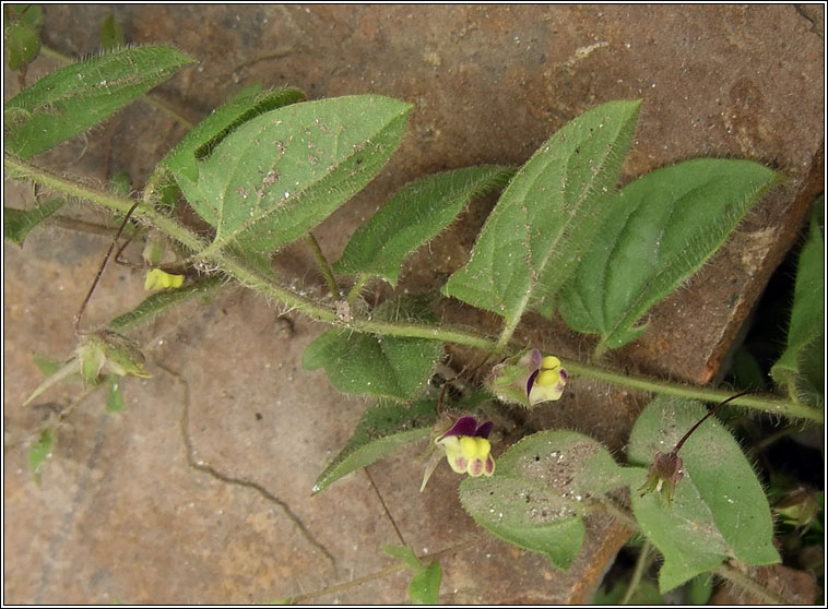 Sharp-leaved Fluellen, Kickxia elatine, Buaflon Breatnach