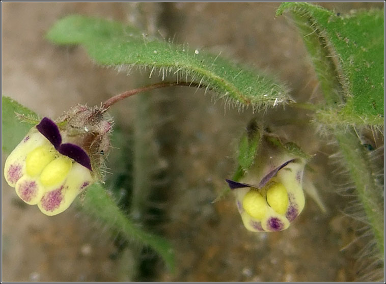 Sharp-leaved Fluellen, Kickxia elatine, Buaflon Breatnach