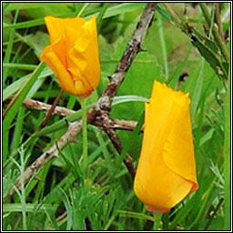 Californian Poppy, Eschscholzia californica