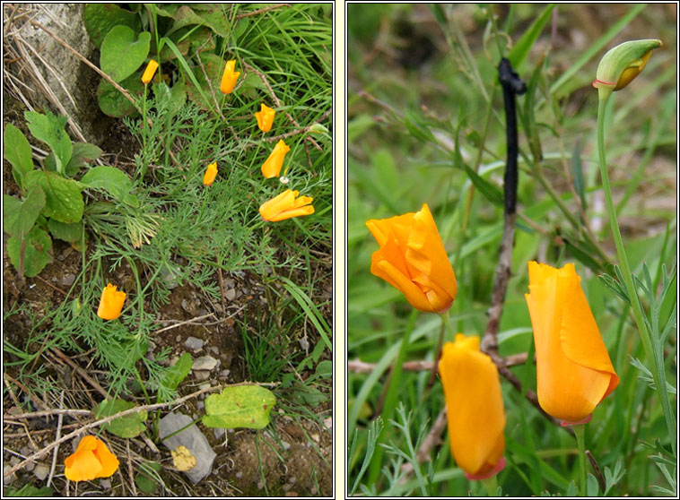 Californian Poppy, Eschscholzia californica