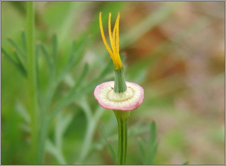 Californian Poppy, Eschscholzia californica