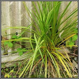 Cabbage-palm, Cordyline australis