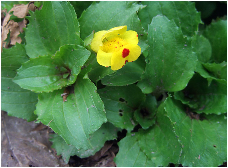 Hybrid Monkey-flower, Mimulus  robertsii