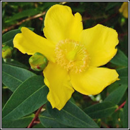 Hidcote Tutsan, Hypericum x hidcoteense