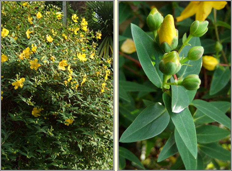 Hidcote Tutsan, Hypericum x hidcoteense