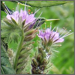 Phacelia, Phacelia tanacetifolia