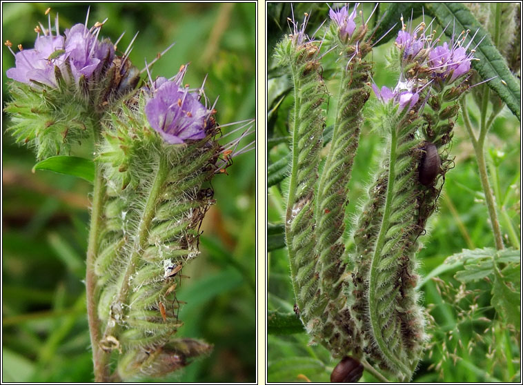 Phacelia, Phacelia tanacetifolia