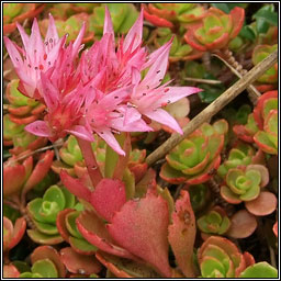 Caucasian Stonecrop, Sedum spurium