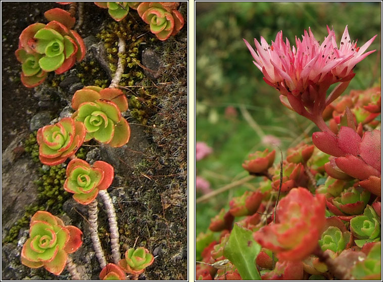 Caucasian Stonecrop, Sedum spurium