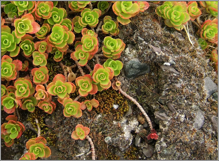 Caucasian Stonecrop, Sedum spurium