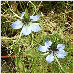 Love-in-a-mist, Nigella damascena