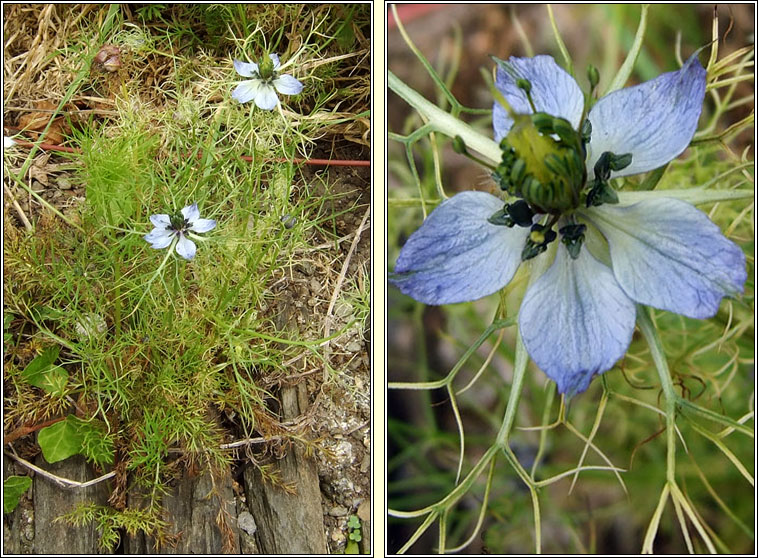 Love-in-a-mist, Nigella damascena