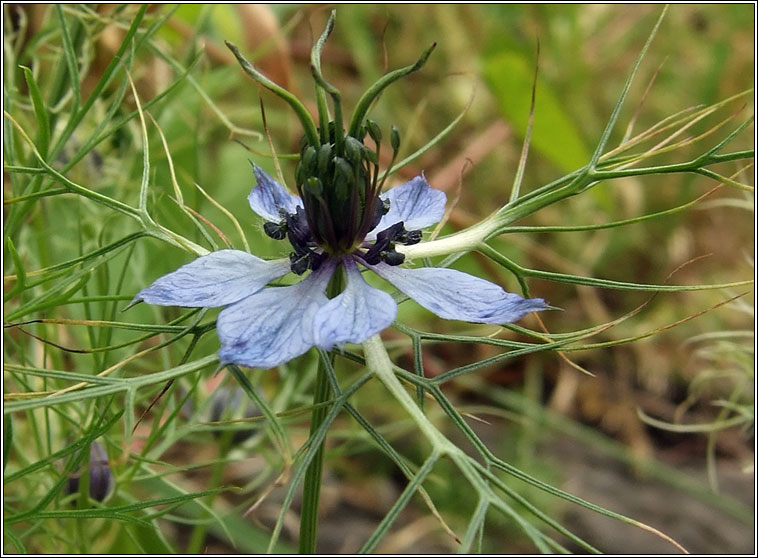 Love-in-a-mist, Nigella damascena