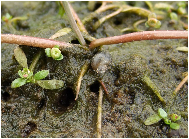 Six-stamened Waterwort, Elatine hexandra, Bosn te