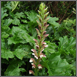 Bears-breeches, Acanthus mollis