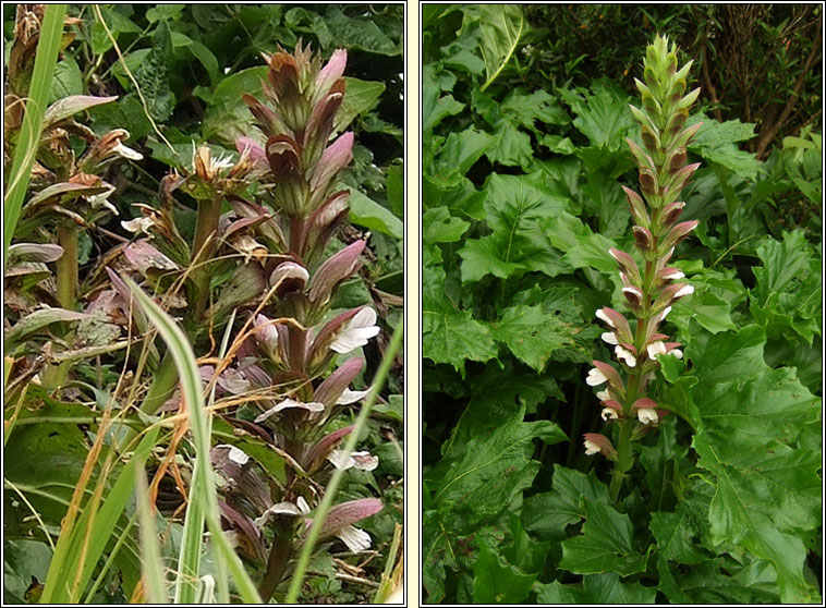 Bears-breeches, Acanthus mollis