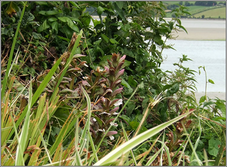 Bears-breeches, Acanthus mollis