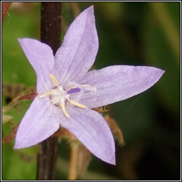 Trailing Bellflower, Campanula poscharskyana