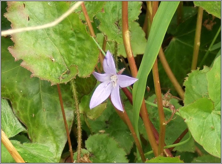 Trailing Bellflower, Campanula poscharskyana