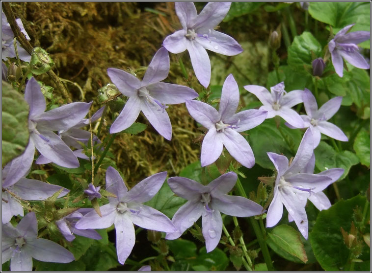 Trailing Bellflower, Campanula poscharskyana