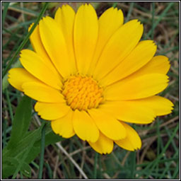 Pot Marigold, Calendula officinalis