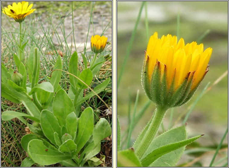 Pot Marigold, Calendula officinalis