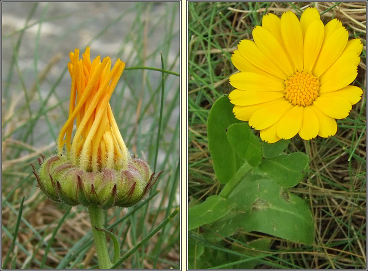 Pot Marigold, Calendula officinalis