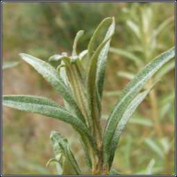 Sea-buckthorn, Hippophae rhamnoides, Draighean mara