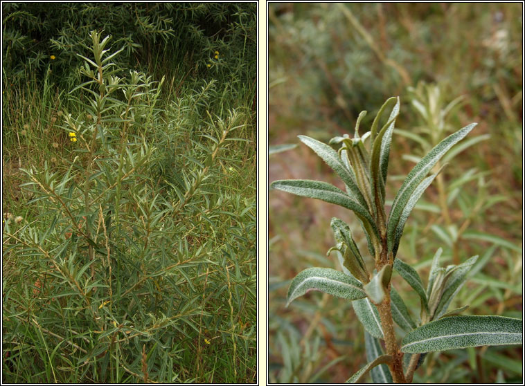 Sea-buckthorn, Hippophae rhamnoides, Draighean mara