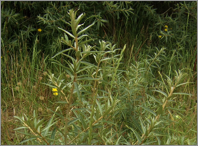 Sea-buckthorn, Hippophae rhamnoides, Draighean mara