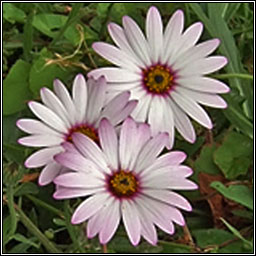 South African Daisy, Osteospermum jucundum