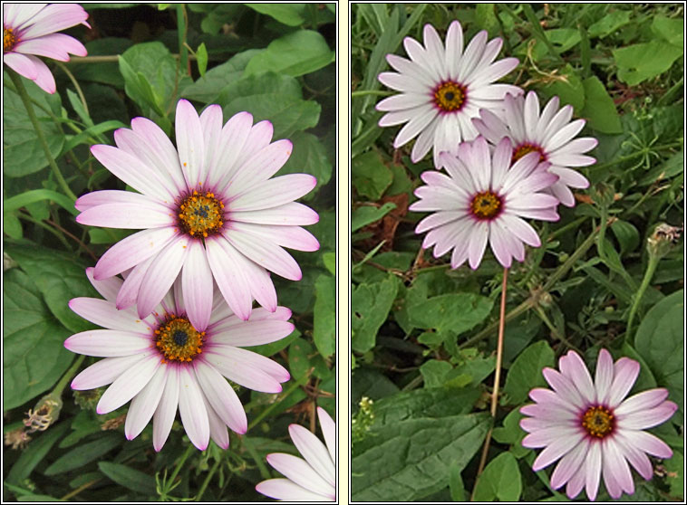 South African Daisy, Osteospermum jucundum