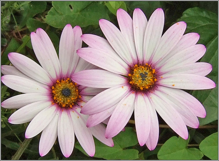 South African Daisy, Osteospermum jucundum