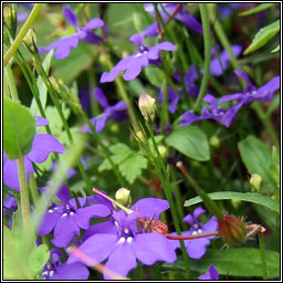 Garden Lobelia, Lobelia erinus