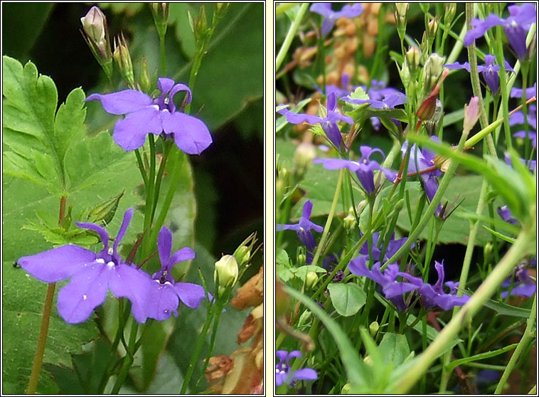 Garden Lobelia, Lobelia erinus