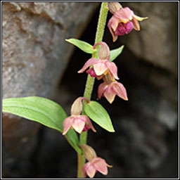 Dark-red Helleborine, Epipactis atrorubens, Cuaichn dearg