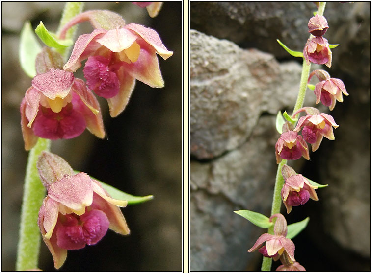 Dark-red Helleborine, Epipactis atrorubens, Cuaichn dearg