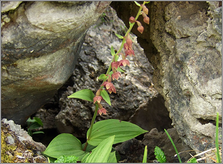 Dark-red Helleborine, Epipactis atrorubens, Cuaichn dearg