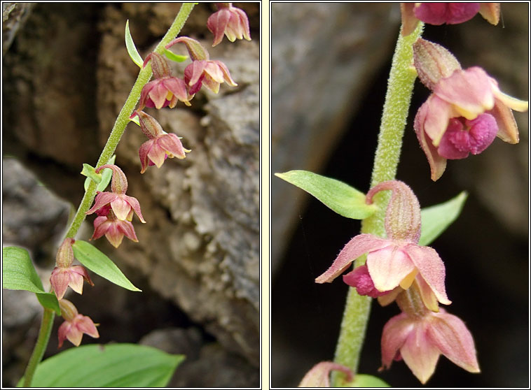 Dark-red Helleborine, Epipactis atrorubens, Cuaichn dearg